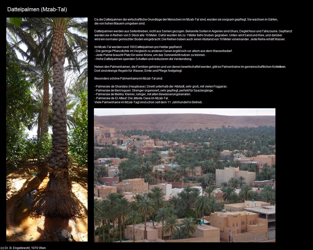 Dattelpalmen (Mzab-Tal) in Kulturatlas-ALGERIEN