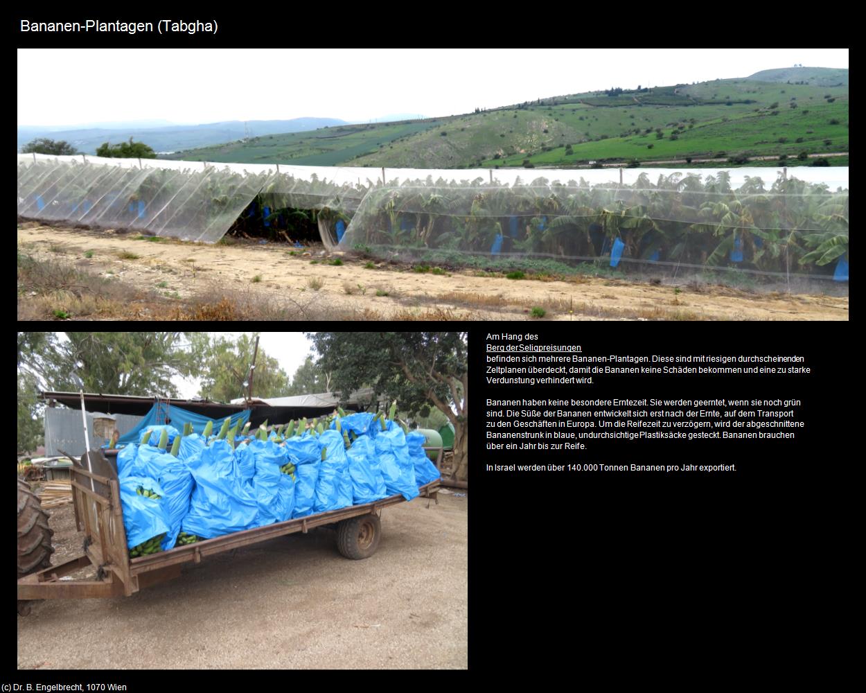 Bananen-Plantagen  (Tabgha) in Kulturatlas-ISRAEL(c)B.Engelbrecht